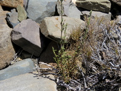 Pedaliaceae