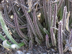 Stapelia olivacea