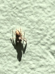 Menemerus bivittatus
