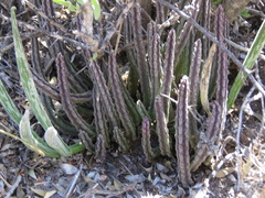 Stapelia olivacea
