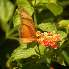 Dryas iulia alcionea
