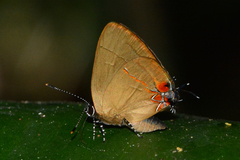 Calycopis atnius