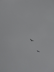 Buteo buteo bannermani