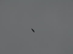 Buteo buteo bannermani