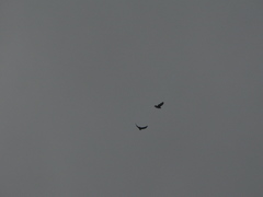 Buteo buteo bannermani