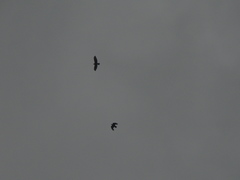 Buteo buteo bannermani