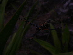 Trichonephila senegalensis