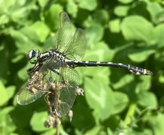 Nihonogomphus ruptus