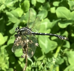 Nihonogomphus ruptus