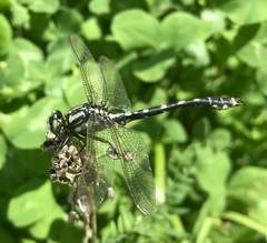 Nihonogomphus ruptus