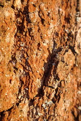 Trentepohlia umbrina