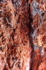 Trentepohlia umbrina