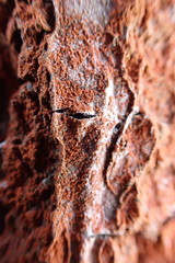 Trentepohlia umbrina