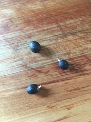 Trachycarpus fortunei