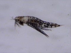 Microsetella