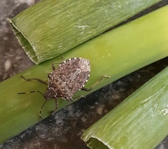 Halyomorpha halys