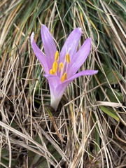 Colchicum bulbocodium