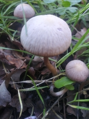Gymnopus