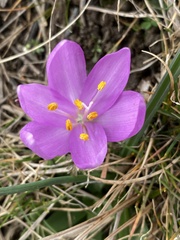 Colchicum bulbocodium