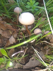 Gymnopus