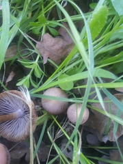 Gymnopus