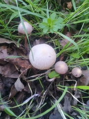 Gymnopus
