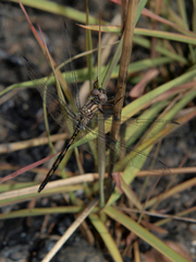 Trithemis aconita