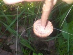 Gymnopus