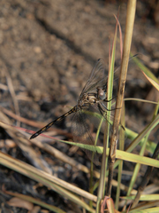 Trithemis aconita