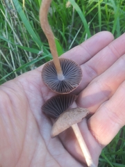 Gymnopus
