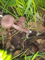 Gymnopus
