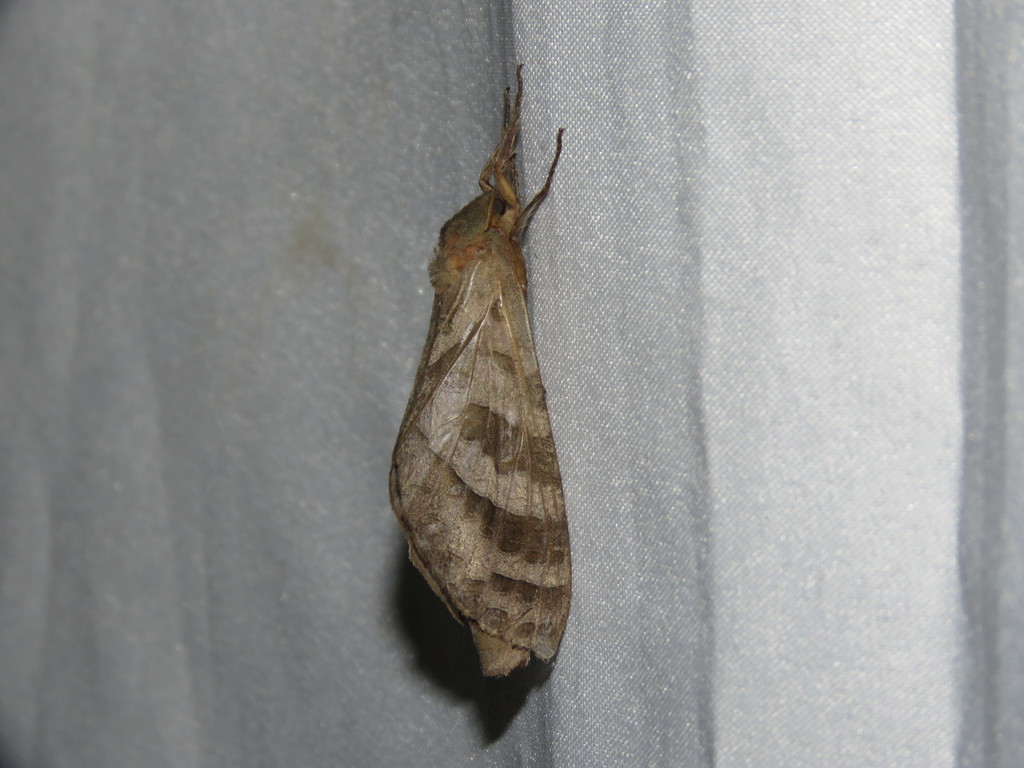 Pfitzneriana