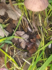 Gymnopus