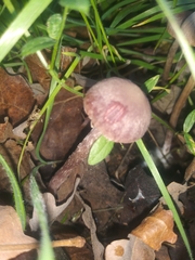 Gymnopus