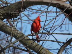 Cardinalis cardinalis