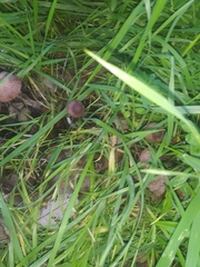 Gymnopus