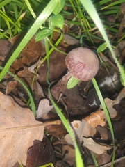 Gymnopus