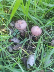 Gymnopus