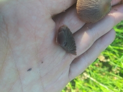 Gymnopus