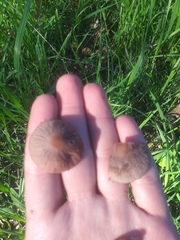 Gymnopus