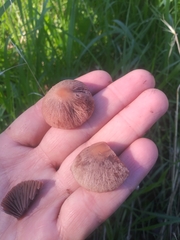 Gymnopus