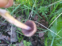 Gymnopus