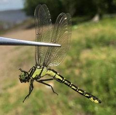 Shaogomphus schmidti