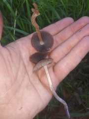 Gymnopus