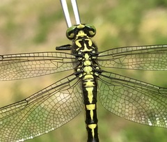 Shaogomphus schmidti