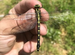 Shaogomphus schmidti