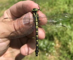 Shaogomphus schmidti