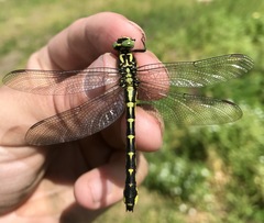 Shaogomphus schmidti