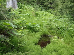 Polyschismium trevelyanii