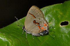 Calycopis centoripa
